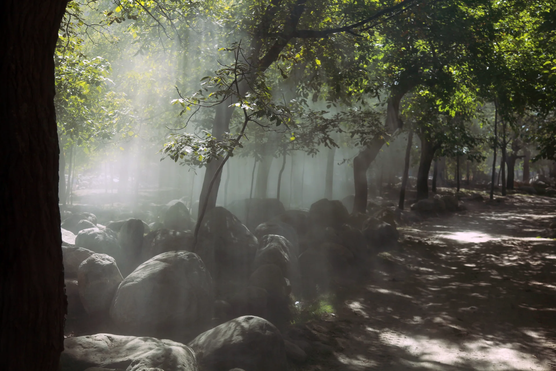 Sunbeams pass through trees beside a road in Farruhk Shah, Kapisa Province.