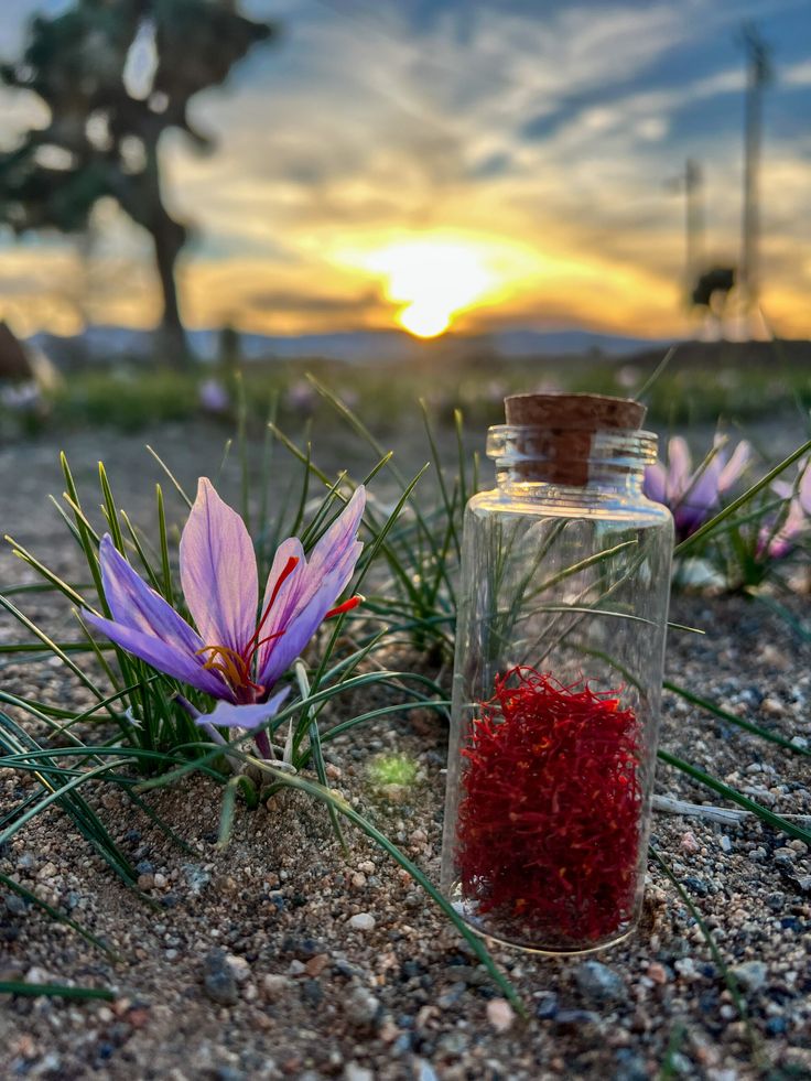 Saffron Harvest